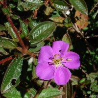 Osbeckia rubicunda Arn.